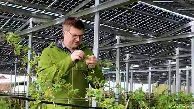 petani jerman menanam buah beri di bawah panel surya